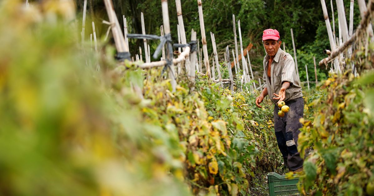 Diesel shortages paralyze Venezuelan farms, prompting sanctions debate